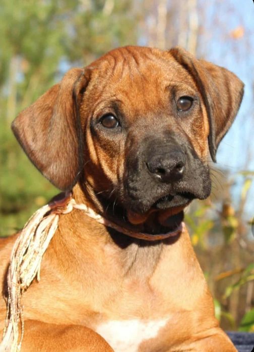 Rhodesian Ridgeback-suczka