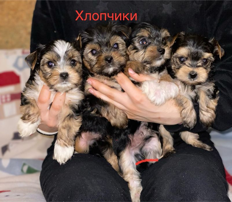 Малюки йорки міні і стандарти