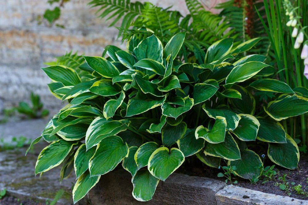 Funkia Hosta 'So Sweet' W DONICZCE 2.0L Kremowo białe brzegi