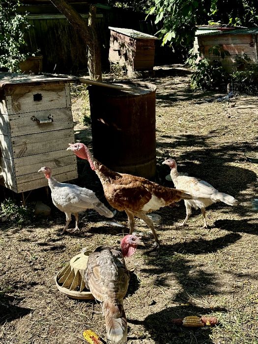 Самці індик , индюк