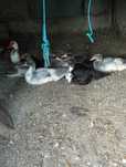 Patos mudos para criar