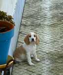 Beagle fémea para adoção