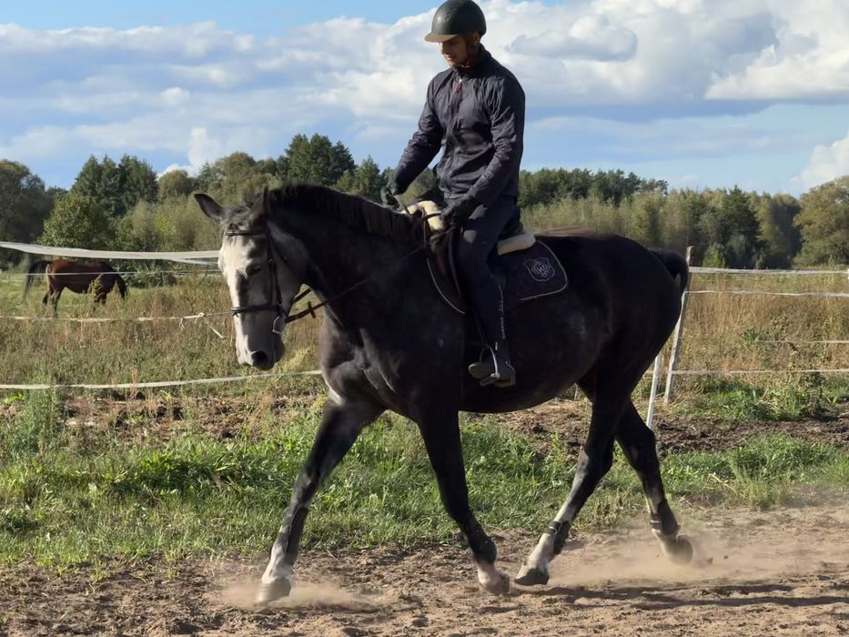 Wysoka, ramowa klacz PKS ur.2019