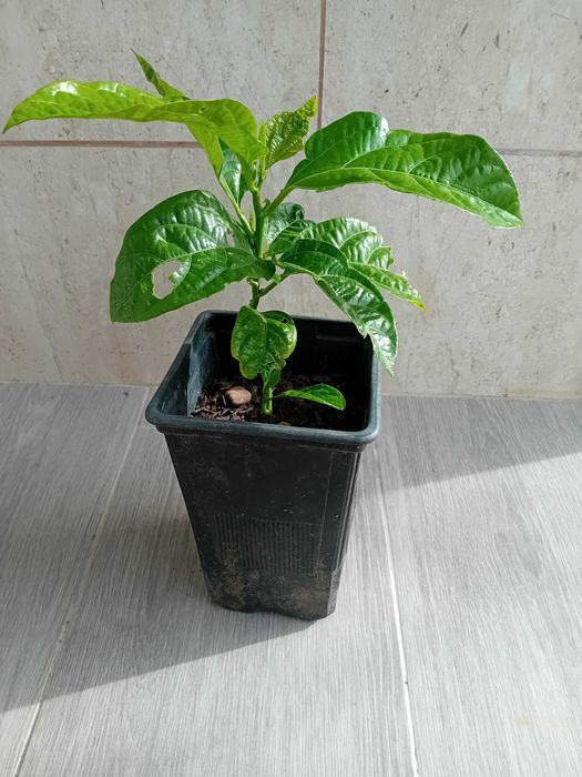 Maracuja' roxo Passiflora Edulis