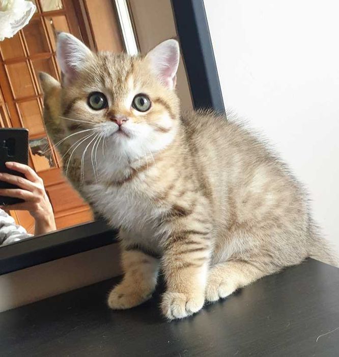 Gatinho scottish straight