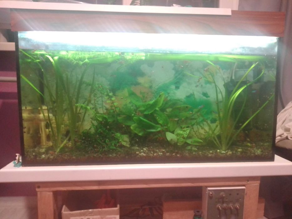 Продам акваріум на 80 л. можливо з рибками, рослинами та обладнанням.
