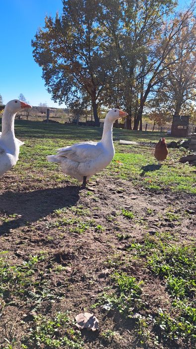Żywa Gęś, tuszki gęsi z podrobami