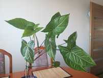Syngonium vellozianum 2 sadzonki ukorzenione z młodymi pędami