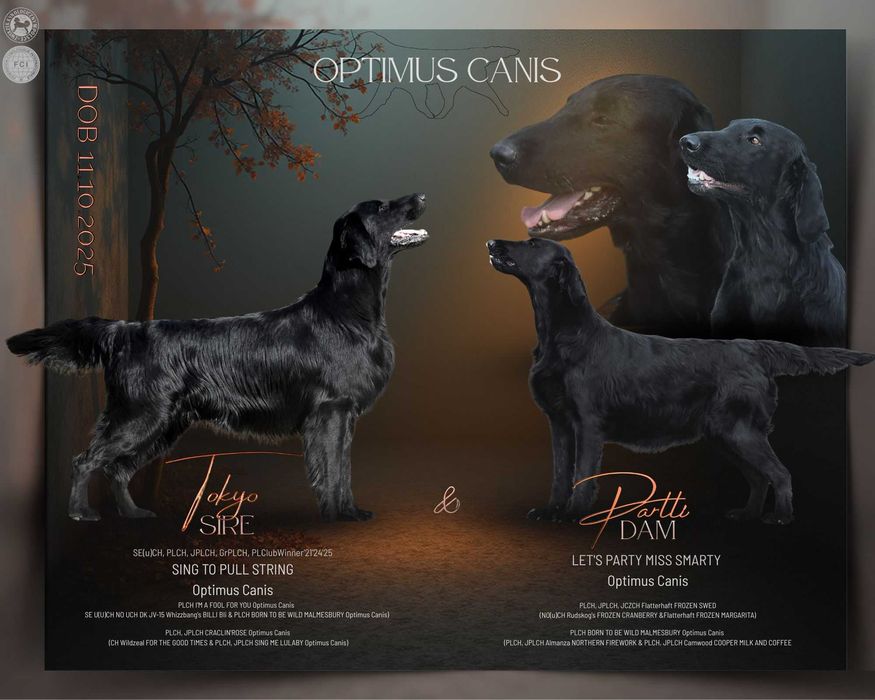 FLAT COATED RETRIEVER - czarna dziewczynka odb początek Grudnia
