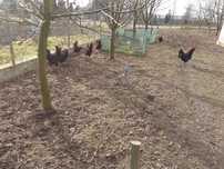 Kury Australorp - jaja lęgowe