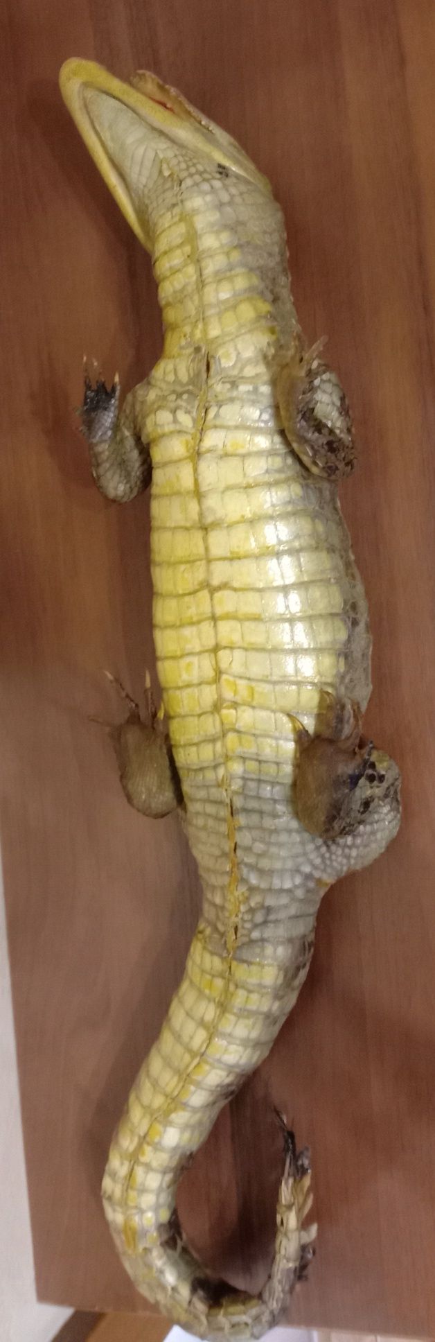Чучело Крокодила.