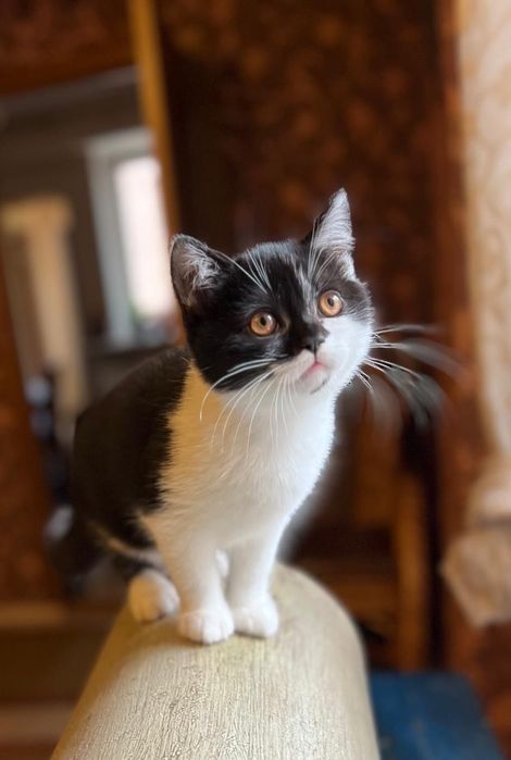 Котик — шотландський страйт