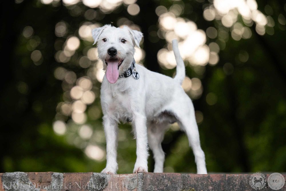Parson Russell Terrier Ch.PL szorstkowłosy ZKwP (FCI) reproduktor