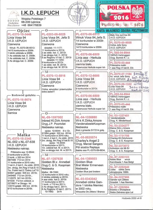 Młode Para 49 Oryg. IKD Łepuch Linia Vos 74 gołąb gołębie pocztowe