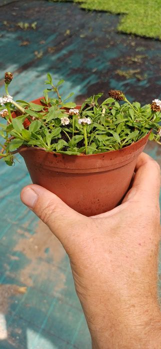 Lippia nodiflora