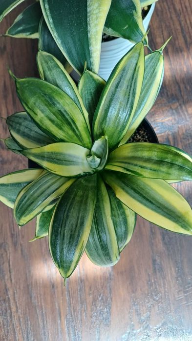 Сансевієрія Хані Маргіната Jade marginata  Філіпін Сільвер Фрост