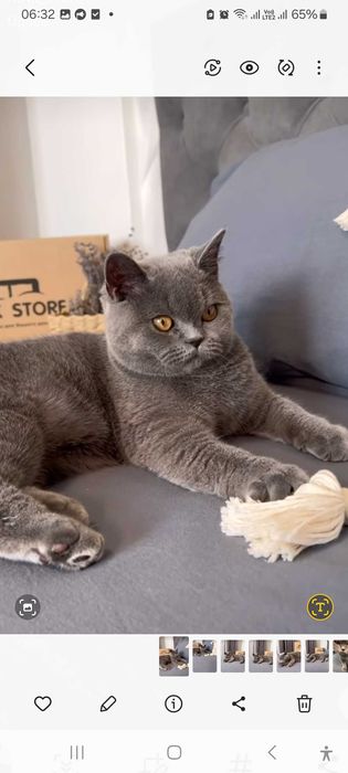 Голубой шотландский мальчик