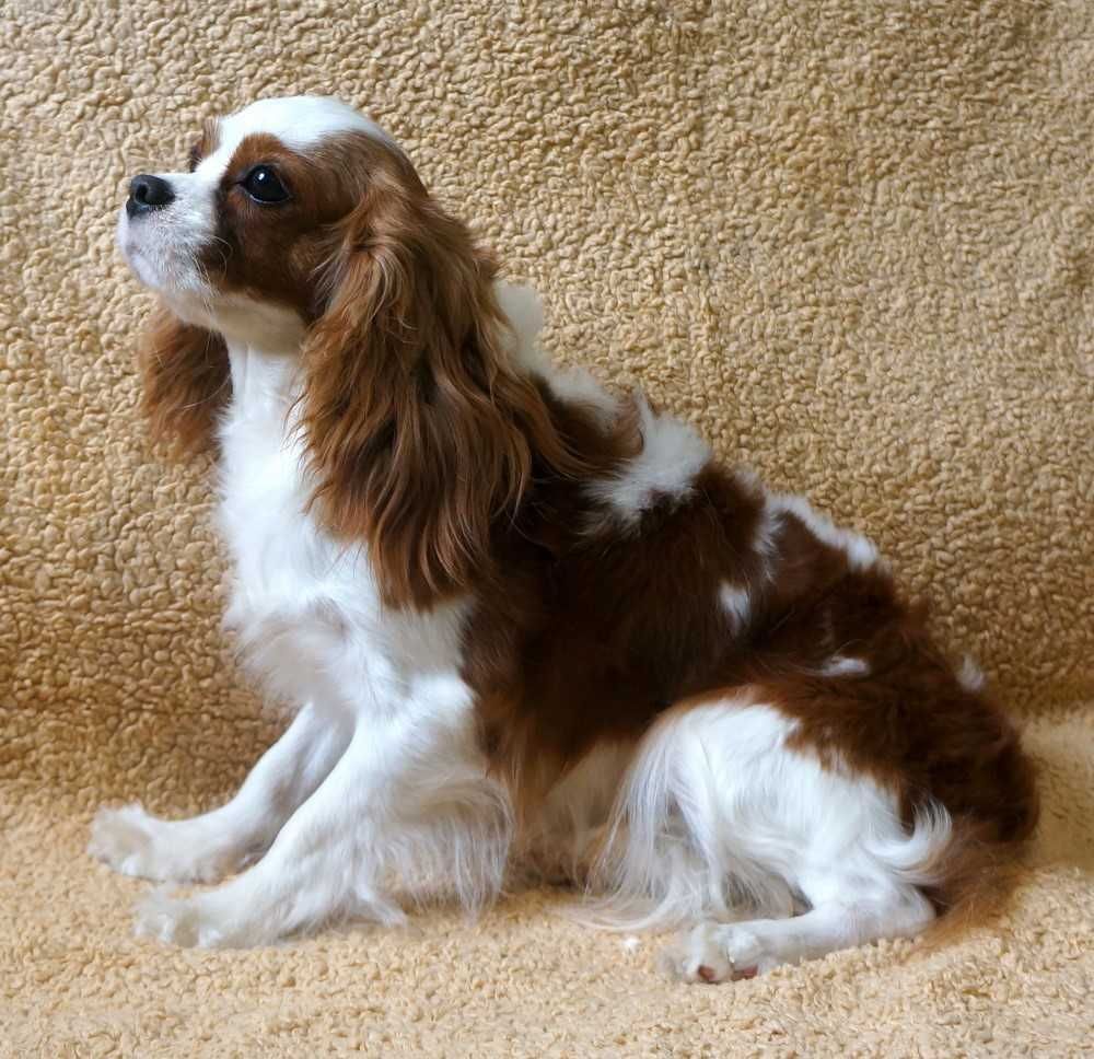 Cavalier King Charles Spaniel ZKwP FCI pies po przebadanych rodzicach