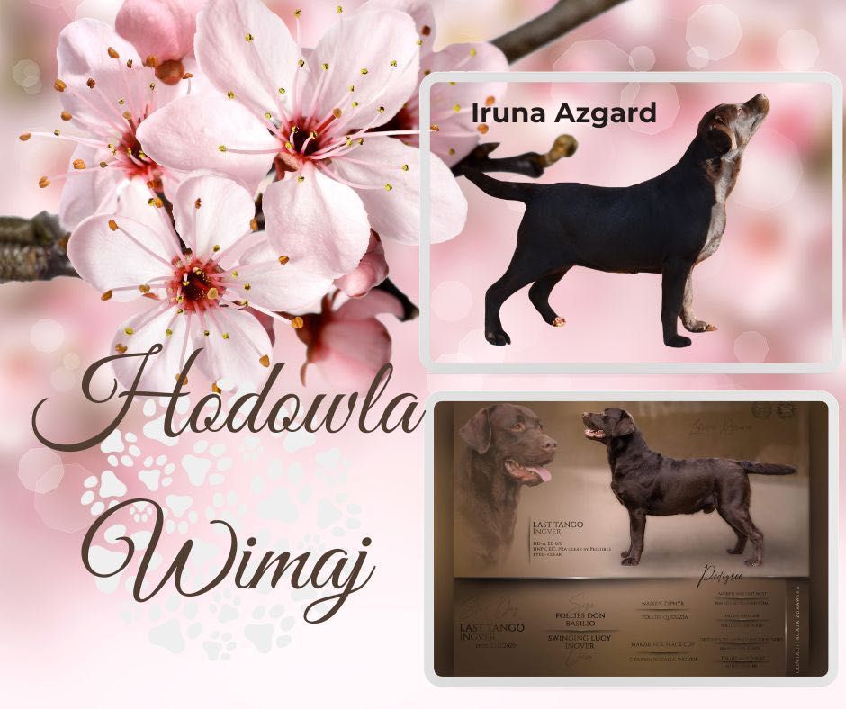 Czekoladowy chłopczyk- Labrador retrievier ZKwP GOTOWY do zmiany DOMKU