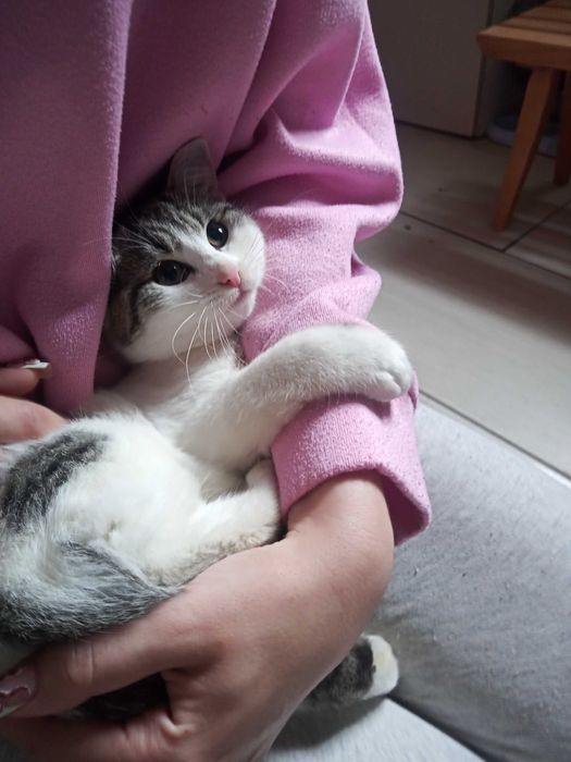 Oddam kotki w dobre ręce