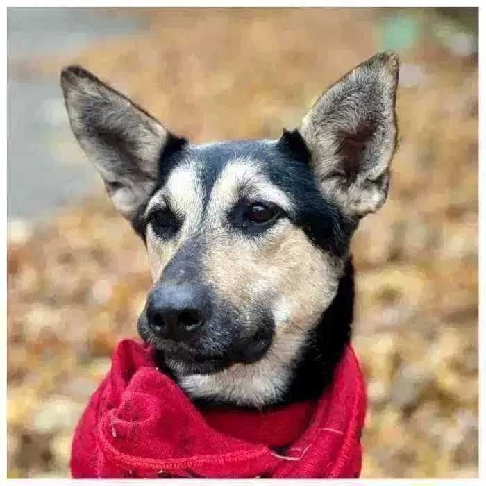 Молодая активная собака Ами