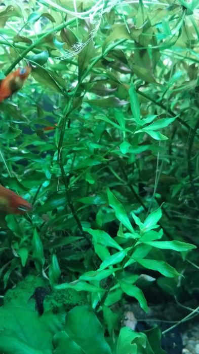 Ludwigia natans  (Ludwigia pływająca) / 3 sztuki