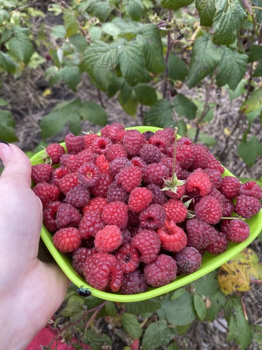 Саджанці малини до осінні