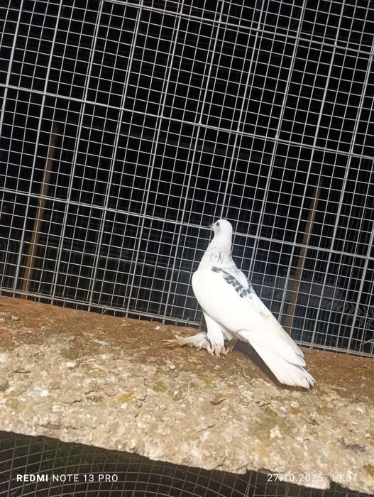 Srebniaki sercowe jasne kosmate