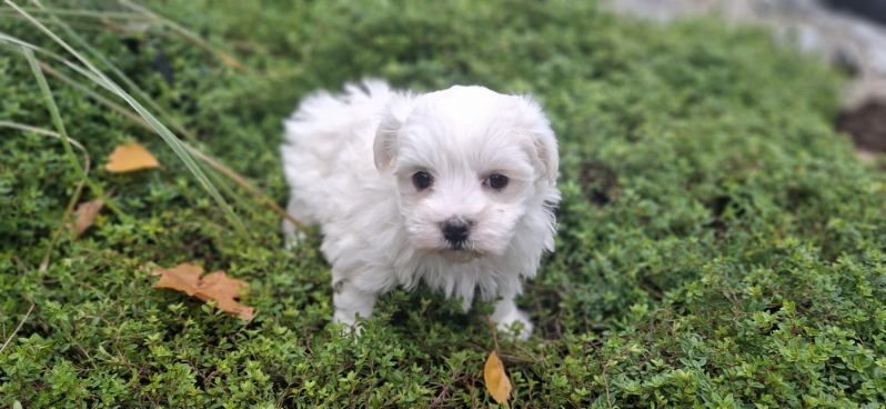 maltańczyk szczenię z metryką