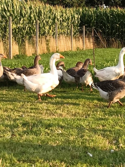 Młode gęsi Landes i Deutsche Pommersche Gans