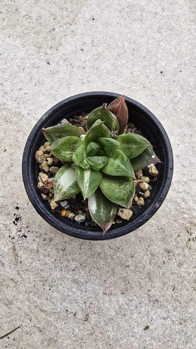 Conjunto de Haworthias Variegatas