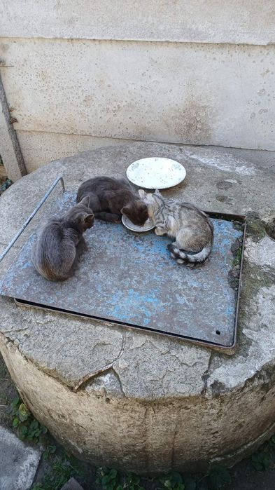 Віддам кошенят даром