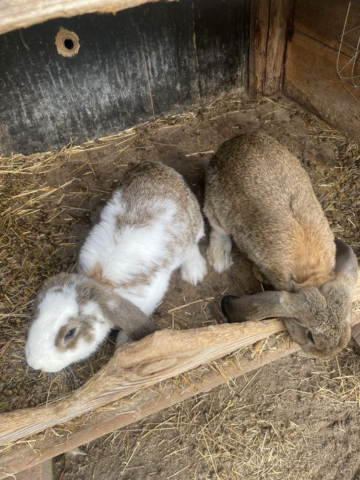 Króliki baran francuski i mieszańce