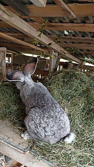 Фландр самчик кролі