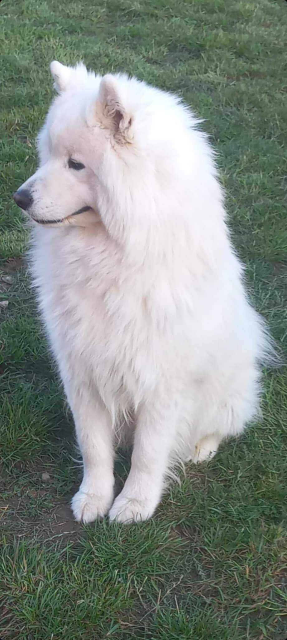 Piesek Samoyed PFK ACW gotowy do zmiany domu + ubezpieczenie zdrowotne