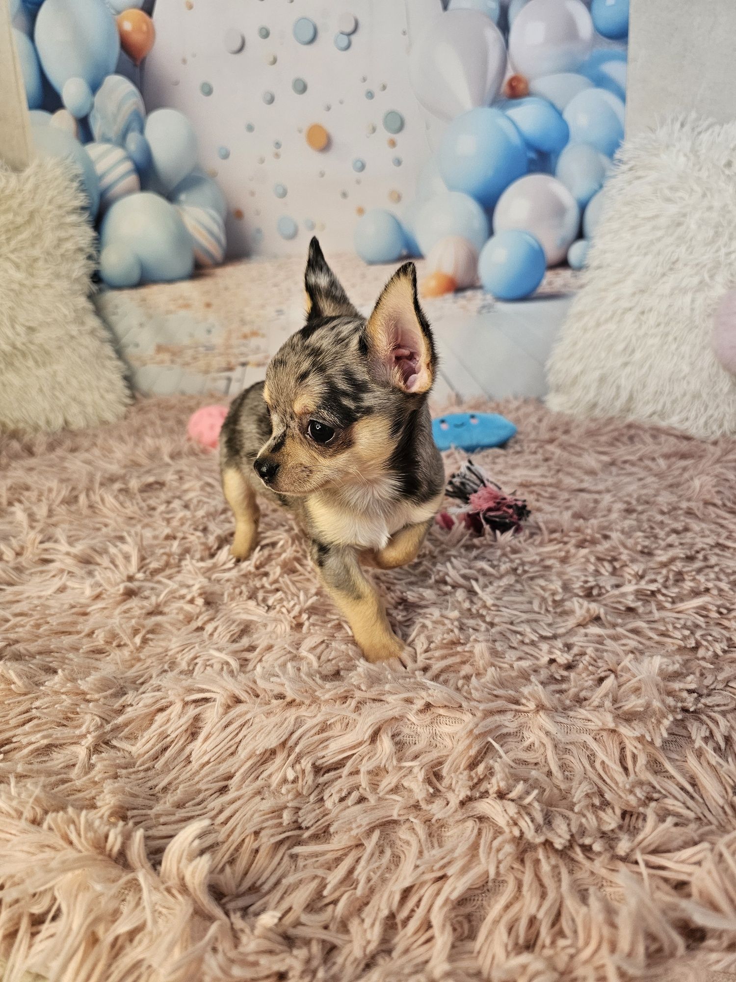 Merle chihuahua piesek