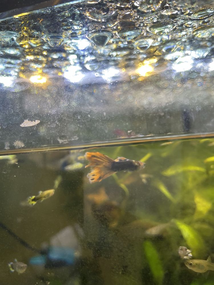Guppys sortido para venda