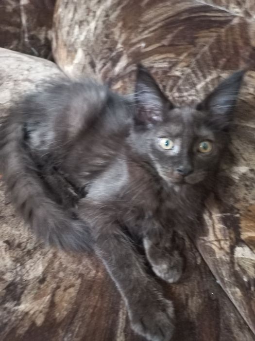 Wesoły kocurek Maine Coon