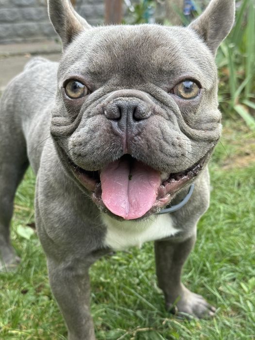 Французський бульдог Вязка. Хлопчик