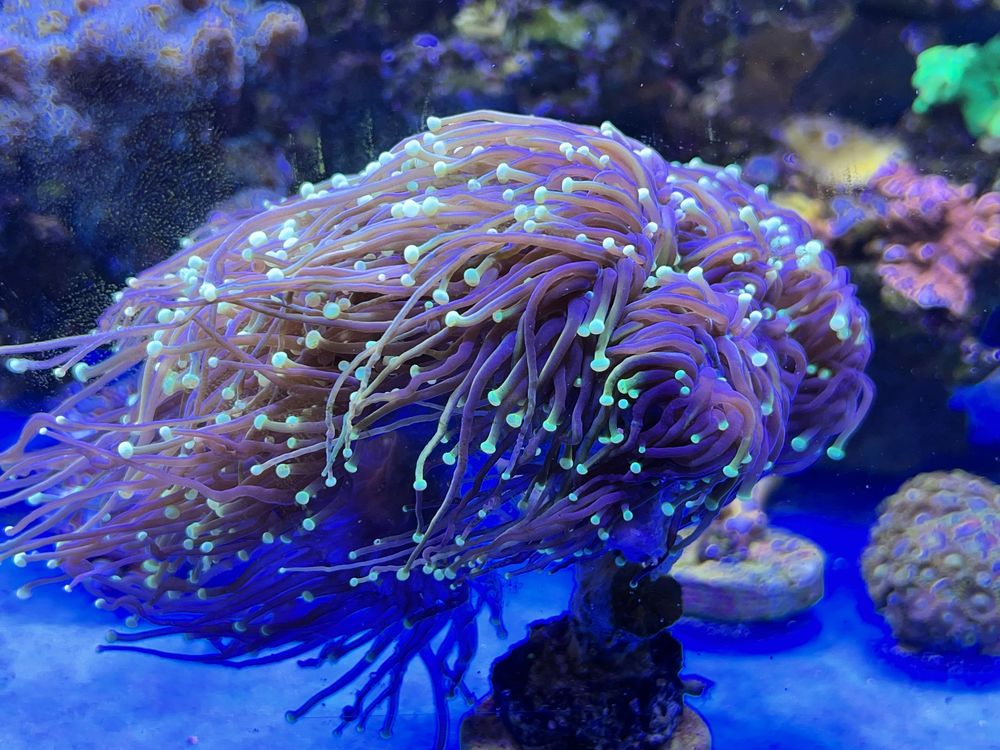Euphyllia glabrescens koralowiec