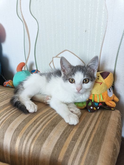 Кошенята в добрі руки