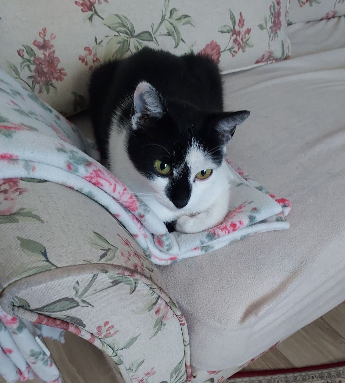 Młoda kotunia do adopcji / Żory