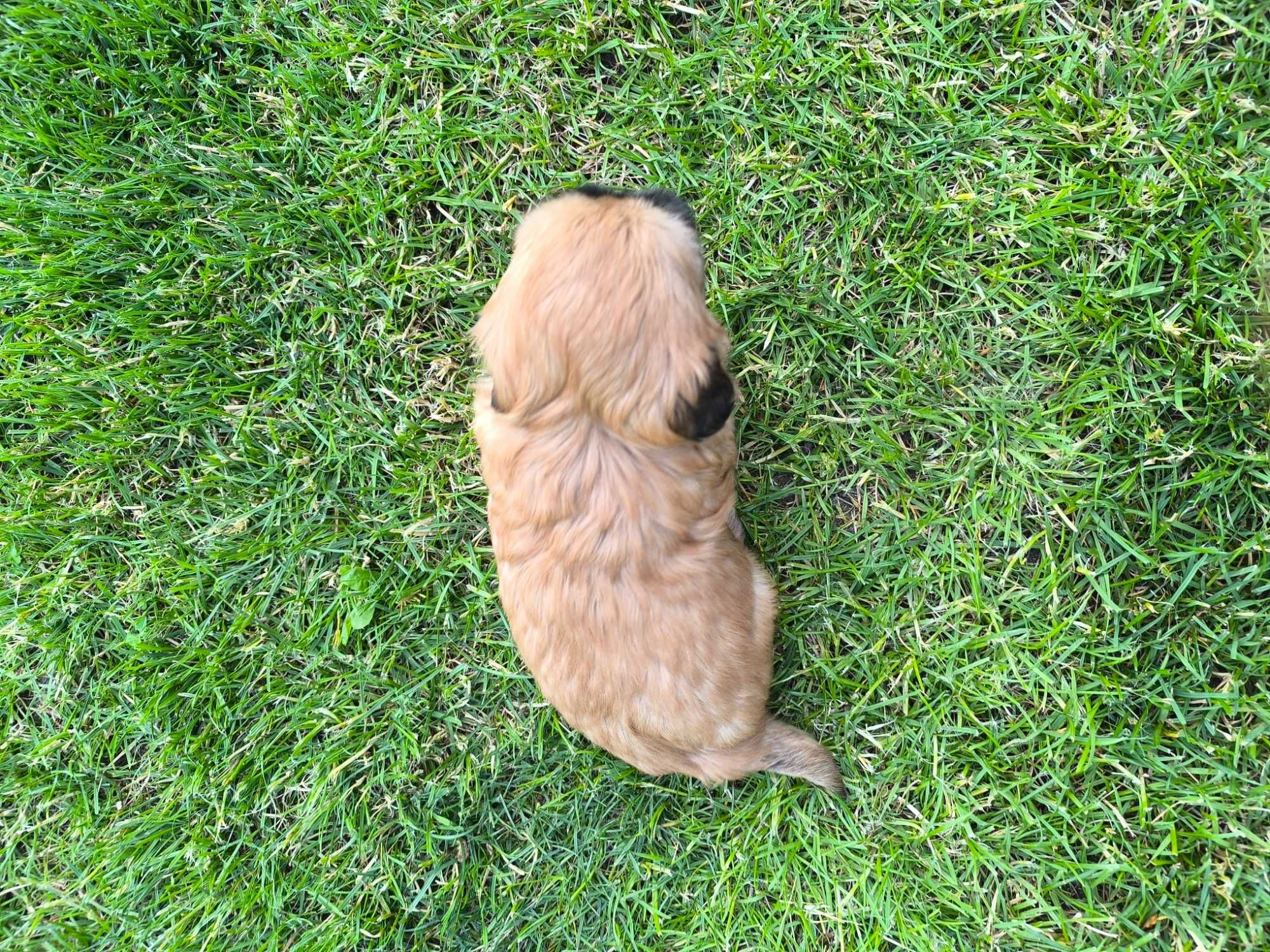 Shih-Tzu (Piesek)
