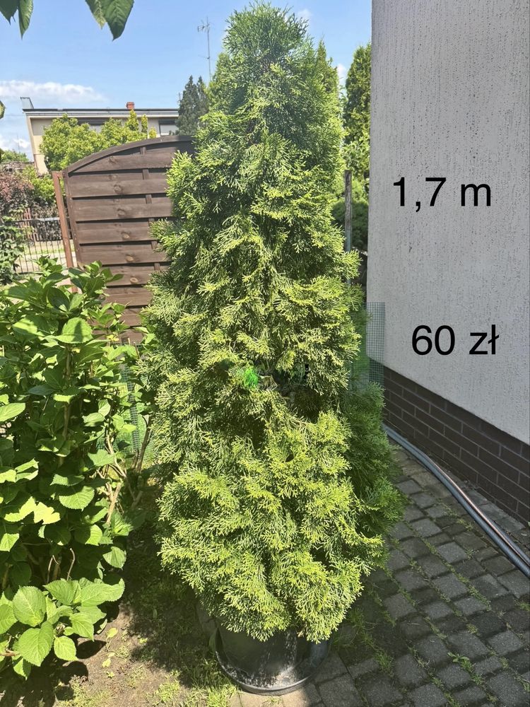 Sprzedam drzewka iglaste