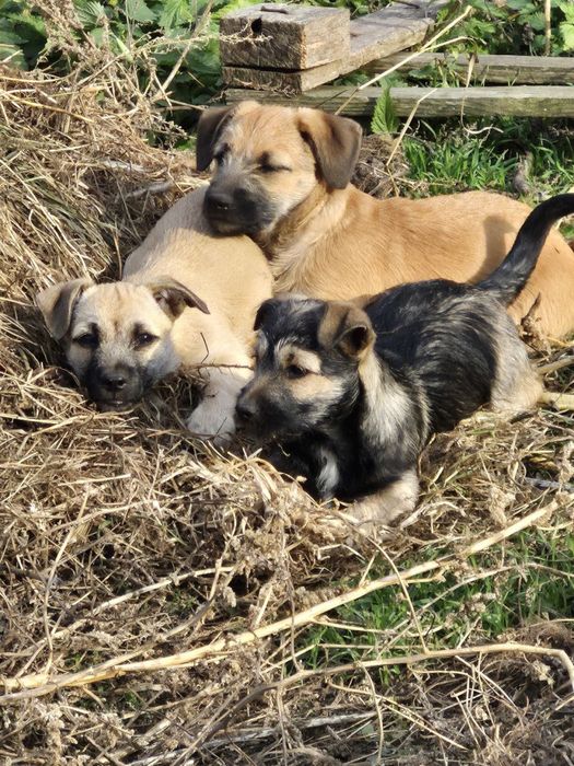 Малеча цуценята шукають  сімʼю дім добрі руки