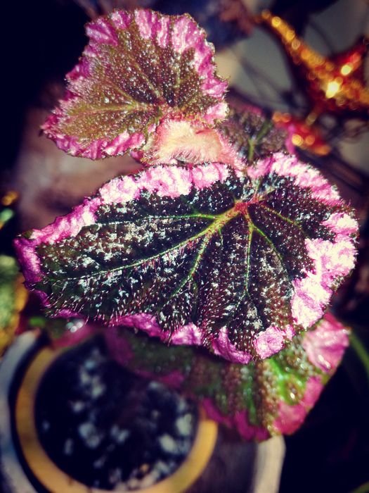 Begonia FULVOVILLOSA Variegata Pink UNIKAT ! SUPER na PREZENT Monstera