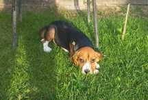 Szczeniak Beagle