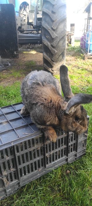 Sprzedam samca olbrzym belgijski