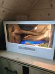 Gekon Lamparci + terarium
