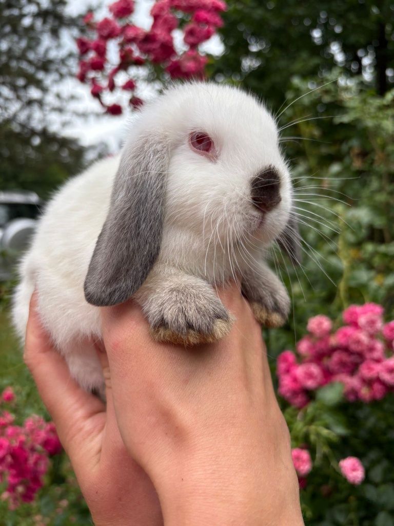 Królik miniaturka baranek mini lop karzełek Teddy